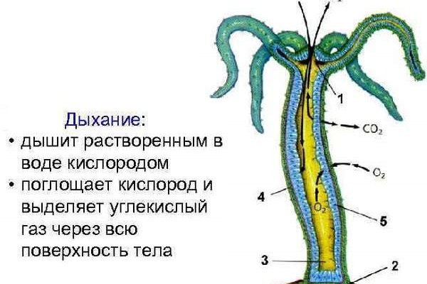 Mega sb зеркало сайта работающее